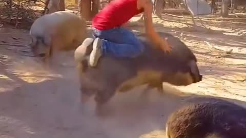 Funny pig riding video