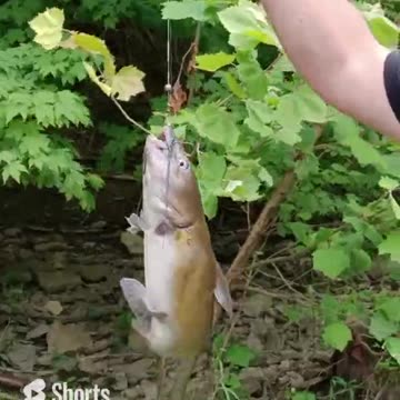 Catfish Surprise