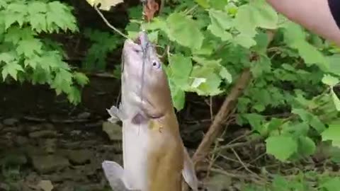 Catfish Surprise