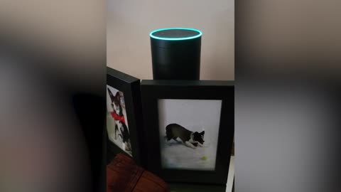 Alexa - was there fraud in 2020 election ??