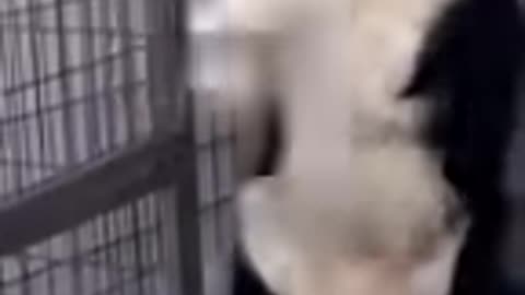Cute funny dog #dogviralshort