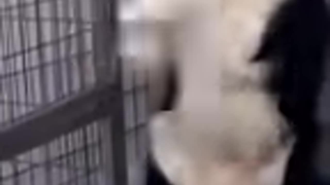Cute funny dog #dogviralshort