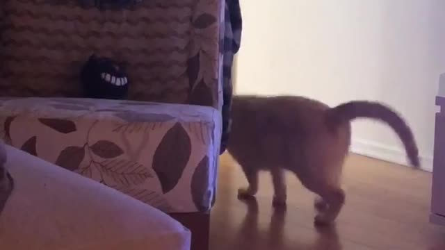 Orange cat scratching pillow randomly