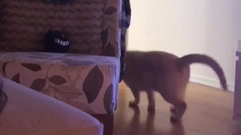 Orange cat scratching pillow randomly