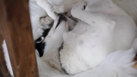 funny dog videos