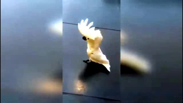 fun 2021 | Prank 2021 | parrots fun
