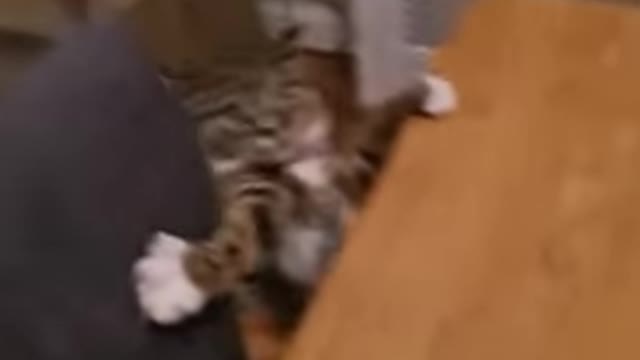 Funny cat
