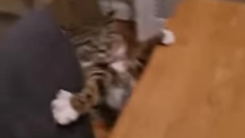 Funny cat