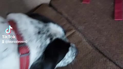 Dog and Egg