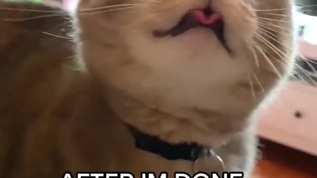 Do you like to be friends with cats too?