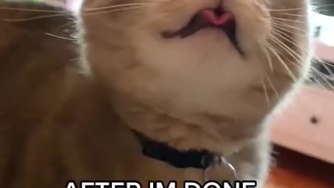 Do you like to be friends with cats too?