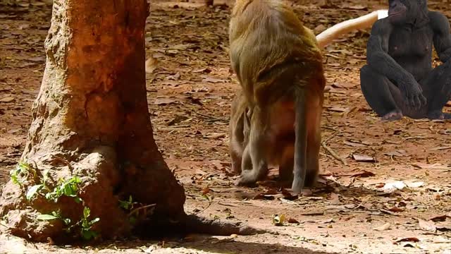 Funny monkey mating