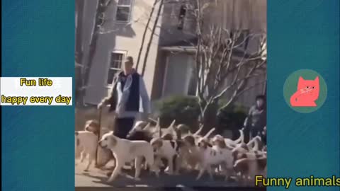 Funniest Cats - Best Of The 2022 Funny Cat Videos - Funny Cats
