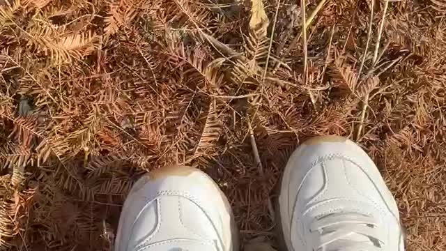 ASMR, the sound of stepping on fallen leaves.