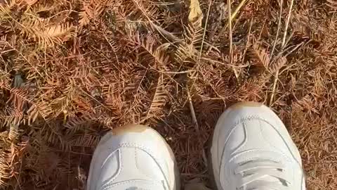 ASMR, the sound of stepping on fallen leaves.