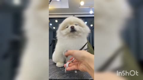 Cute poppy haircut