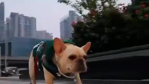 Cute baby dog short video