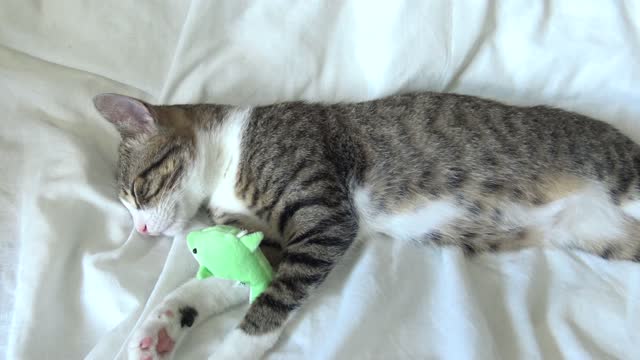 I Can't Sleep Without My Toy