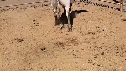 Como se llama el perrito? Estoy viendo en los otros Videos que les ayuda .