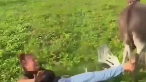 Laugh Till You Drop: Hilarious Moments You Can't Miss!