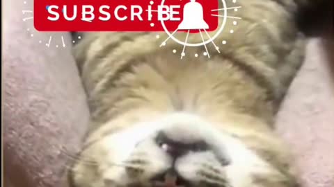 Funny Cat🙀😂 Sleeping Talking
