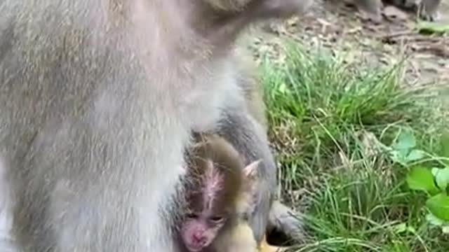 funny monkey