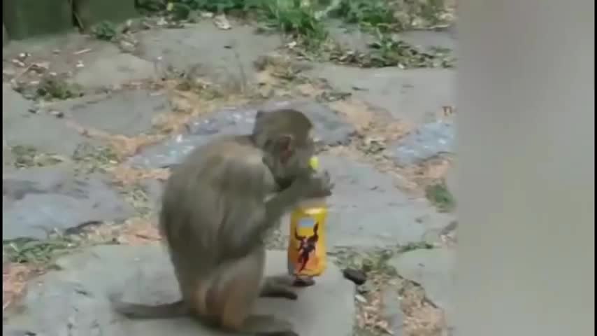 monkey dance