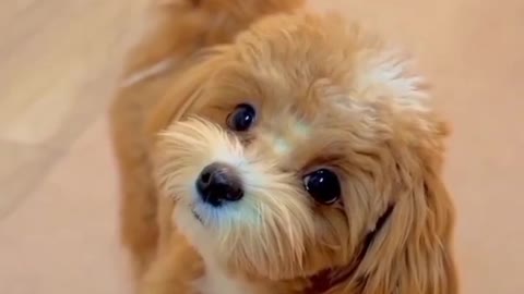 Cute dog funny video