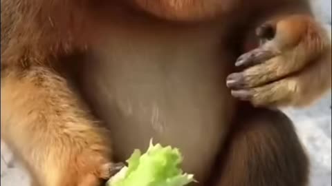 Funny video kids