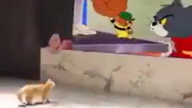Watch the funny reaction of the cat when watching Tom and Jerry 🤣🤣