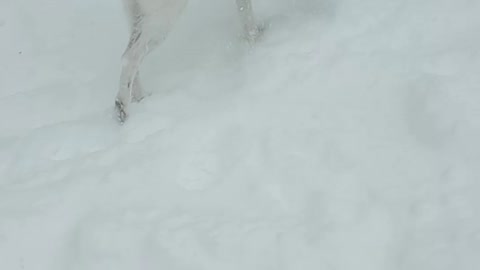 Everest playing in the snow in the backyard