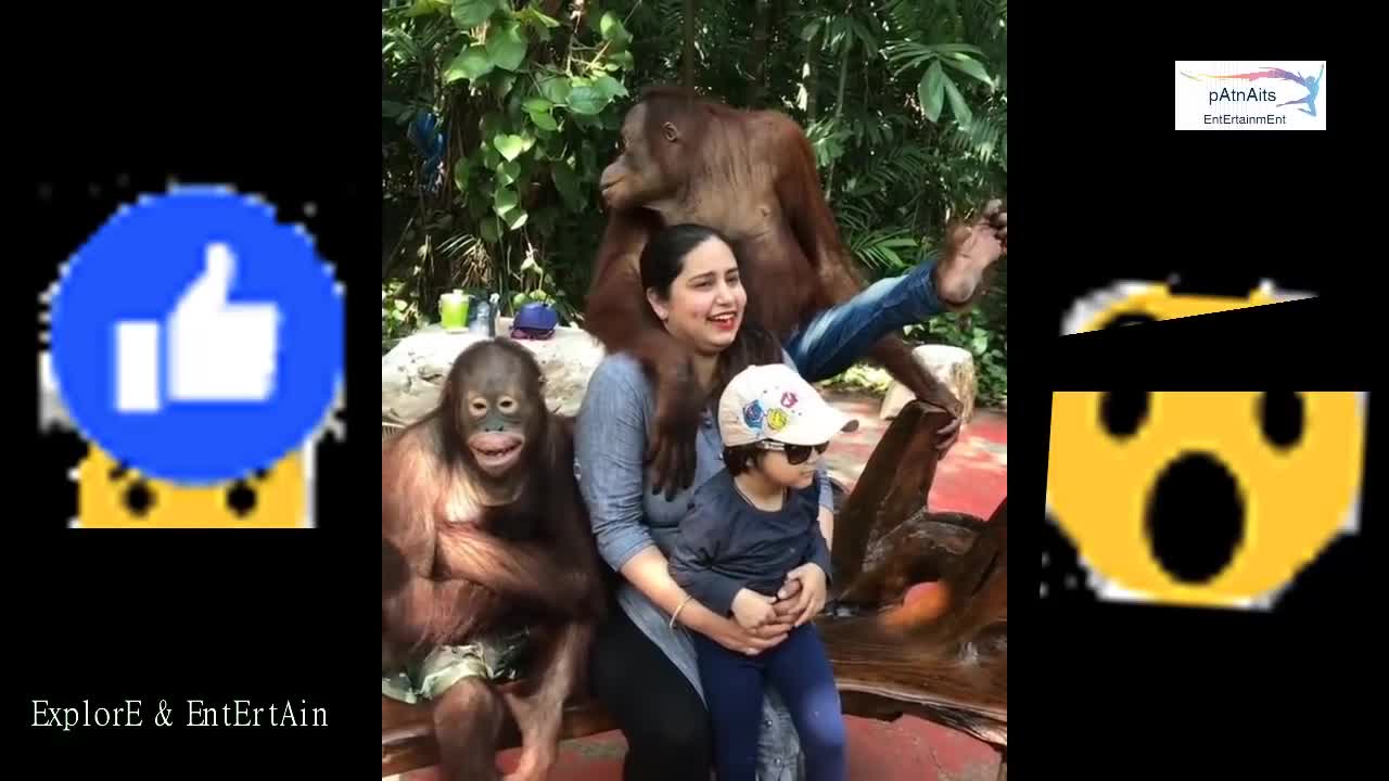 Monkey kisses girl _ funny compilation _ Gorilla kiss to Indian Girl _ gorilla proposing to girl