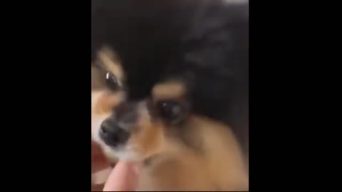 Animals funny video