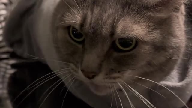 POV: you're a spicypurrito with extra avocato