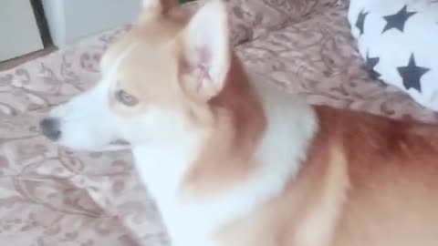 Can't stop laughing animals cats and dogs🐈😺 Cute #76💋🥺