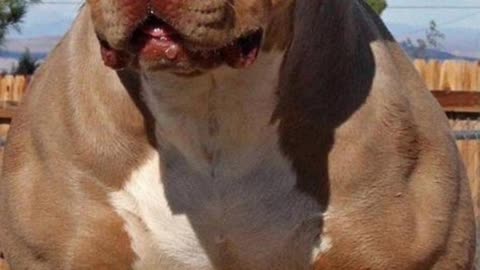 Top 10 Dangerous Dog Breeds in India