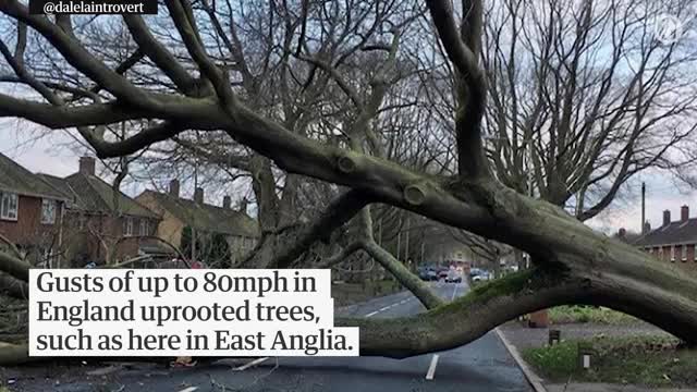 Fierce winds fell trees and cause travel chaos across the UK