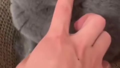 Cutest cat learning how survive