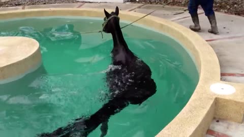 Horse Enjoying Swimming In A Big Pool.