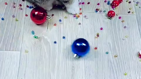 Funny Cat