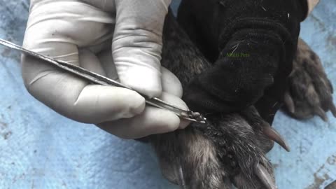 Help the dog from the ticks 19 - Remove all the big ticks and small ticks from the poor dog