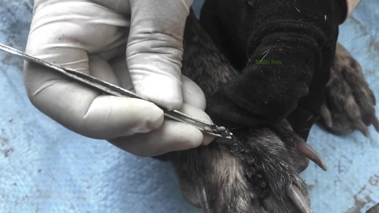 Help the dog from the ticks 19 - Remove all the big ticks and small ticks from the poor dog
