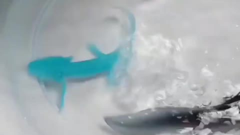 Colour Changing 🔥