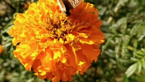 Beautiful butterfly video very nice amazing video butterfly