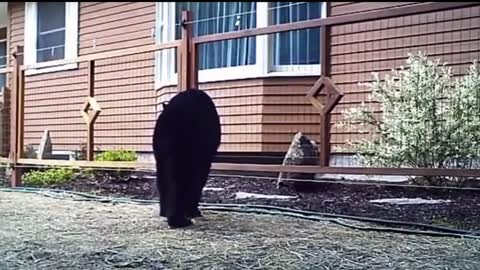 Animals Getting Shocked with Funny Sound Effects