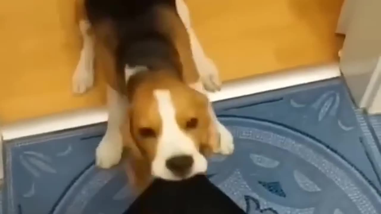 Funny things with Animals