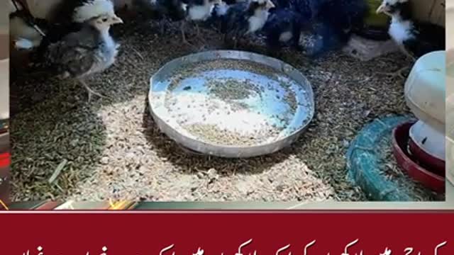There are a chicken and chickens in Karachi
