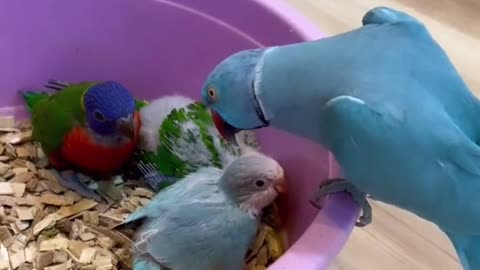Talking parrot