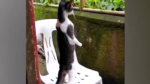 Cut cat treding video