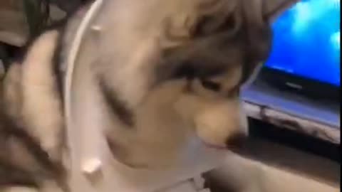 Dog On Air